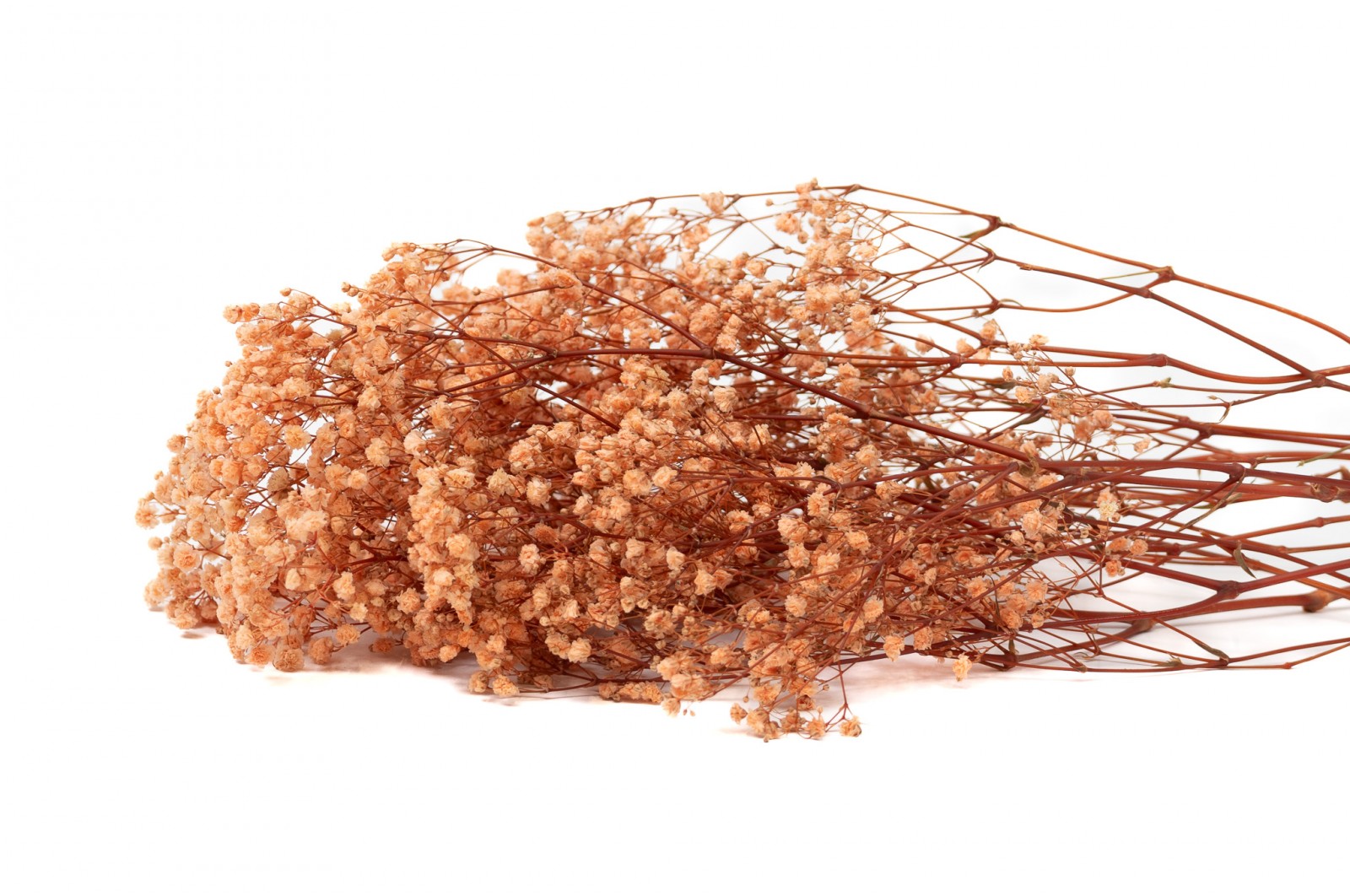 Preserved Gypsophila (37) preserved-gypsophila-37