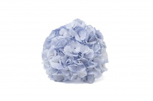 hortensia-kiara-stabilise-o-14-20-cm-37.