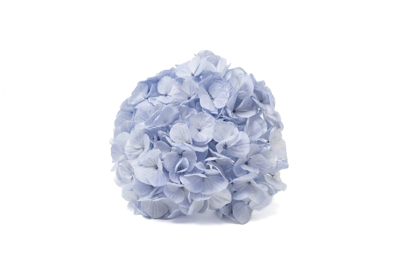 hortensia-kiara-stabilise-o-14-20-cm-37