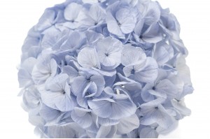 hortensia-kiara-stabilise-o-14-20-cm-37.