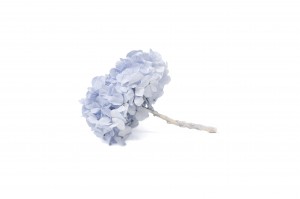 hortensia-kiara-stabilise-o-14-20-cm-37.