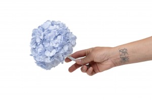 hortensia-kiara-stabilise-o-14-20-cm-37.