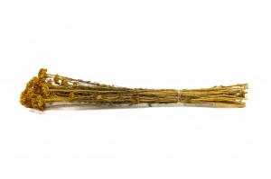preserved-lona-20.