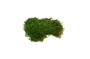 flache-trockenmoos-2-kg-8.