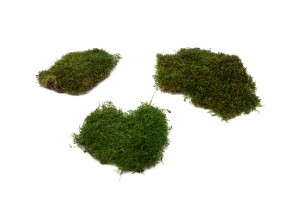 dry-flat-moss-2-kg-8.