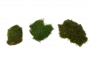 flache-trockenmoos-2-kg-8.