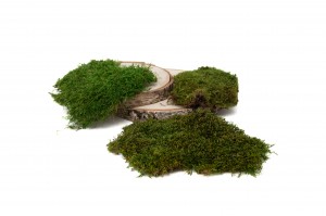 dry-flat-moss-2-kg-8.
