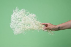 dried-mini-gypsophila-39.