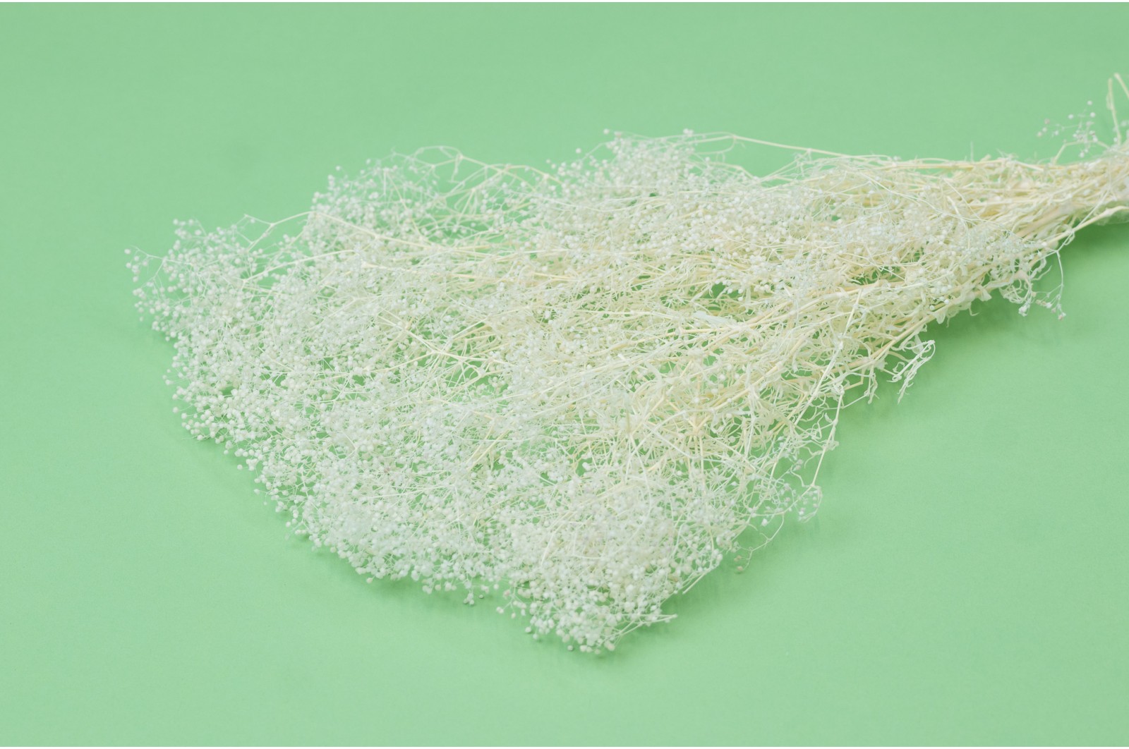Mini Gypsophile sec (39) mini-gypsophile-sec-39