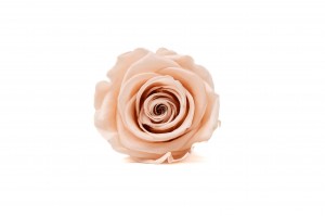preserved-kiara-rose-heads-l-37.