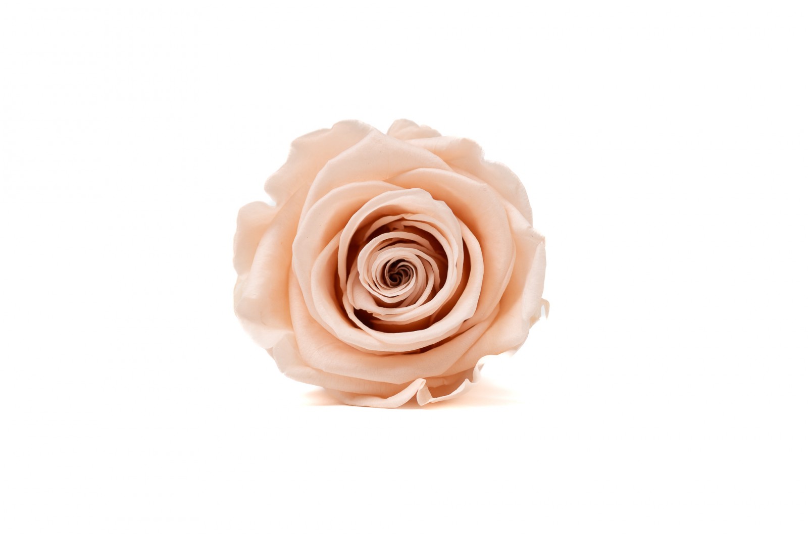 Preserved Kiara rose heads L (37) preserved-kiara-rose-heads-l-37