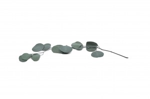 eucalyptus-populus-stabilise-8.