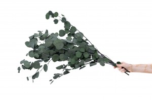 eucalyptus-populus-stabilise-8.