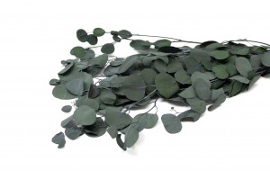 eucalyptus-populus-stabilise-8