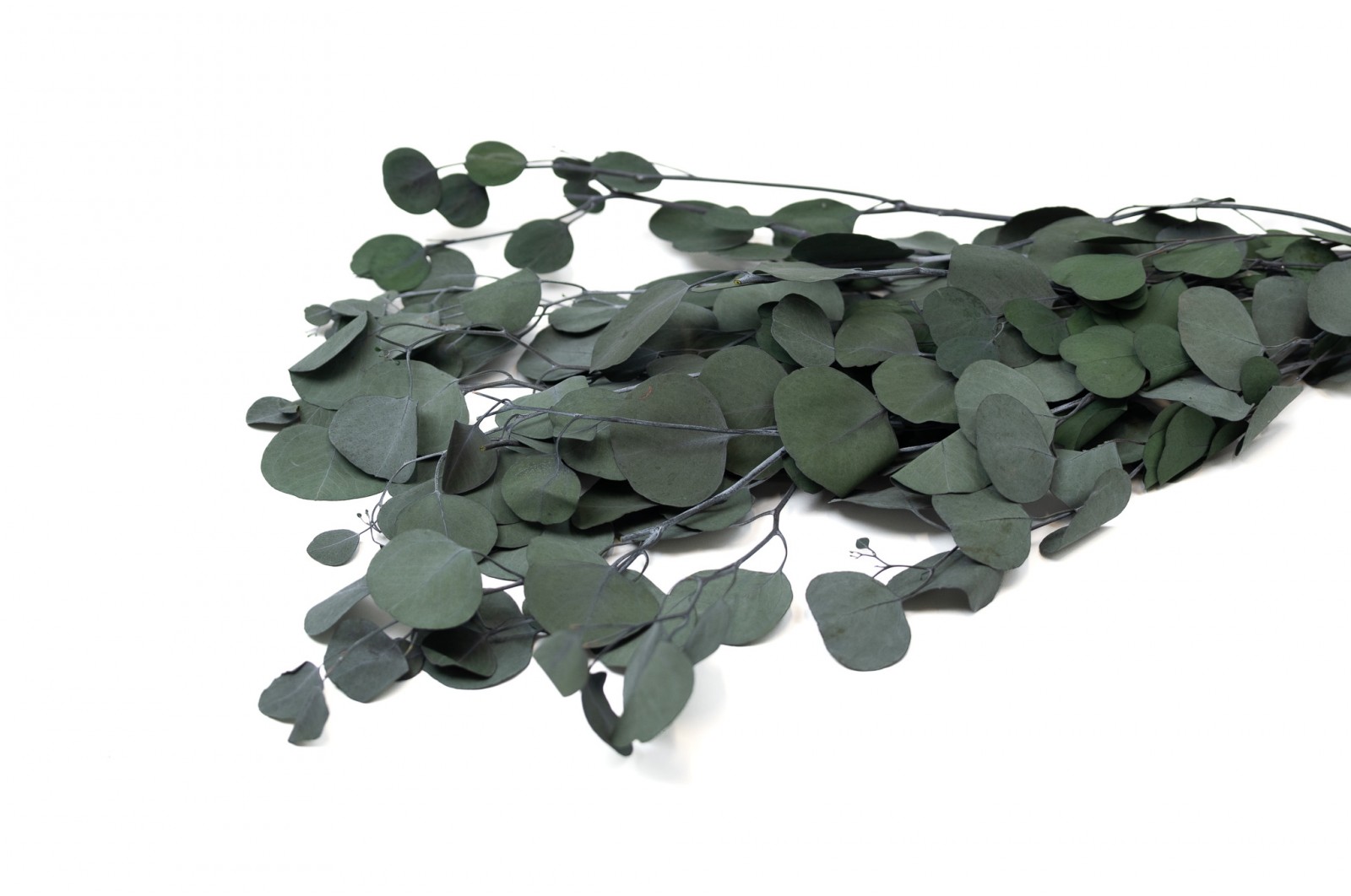 preserved-eucalyptus-populus-8
