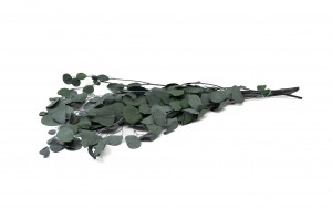 eucalyptus-populus-stabilise-8.
