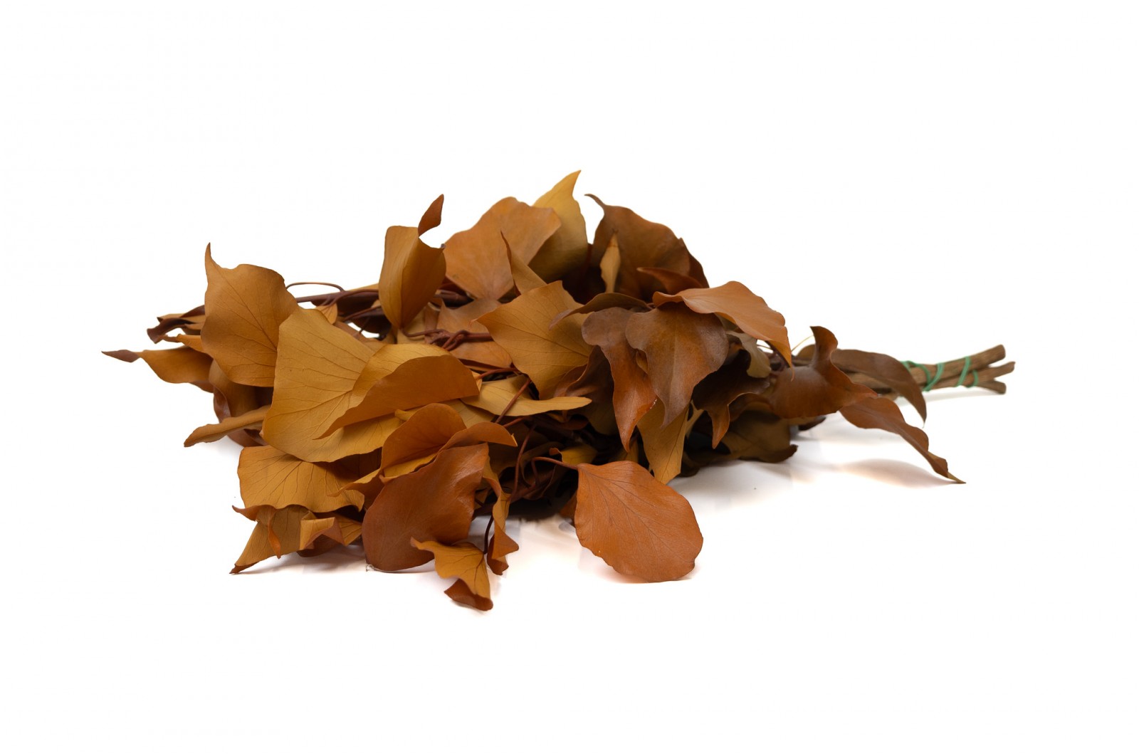 Preserved Ivy (6) preserved-ivy-6
