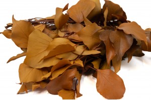 preserved-ivy-6.