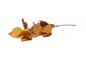preserved-ivy-6.