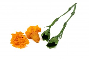 preserved-carnation-stems-30cm-30.