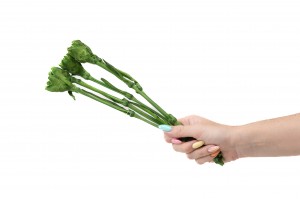 preserved-carnation-stems-30cm-30.