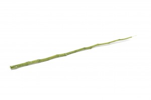 tiges-de-fleurs-stabilisees-30.