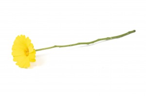 tiges-de-fleurs-stabilisees-30.