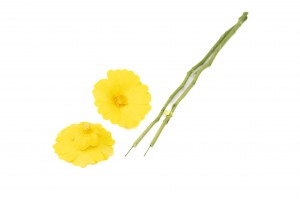 tiges-de-fleurs-stabilisees-30.
