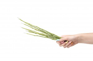 tiges-de-fleurs-stabilisees-30.