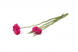 tiges-de-fleurs-stabilisees-30.