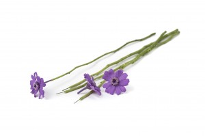 tiges-de-fleurs-stabilisees-30.