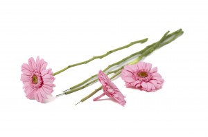 tiges-de-fleurs-stabilisees-30.
