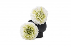 stabilisierte-dahlia-30.