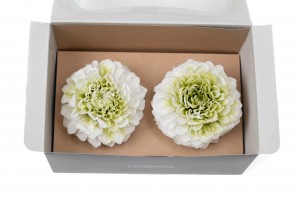 dahlia-stabilise-30.