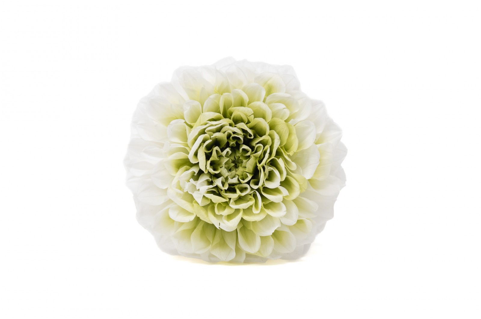 Stabilisierte dahlia (30) stabilisierte-dahlia-30