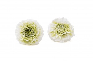 stabilisierte-dahlia-30.