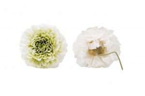 stabilisierte-dahlia-30.
