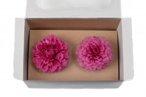 dahlia-stabilise-30.