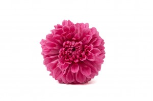 dahlia-stabilise-30.