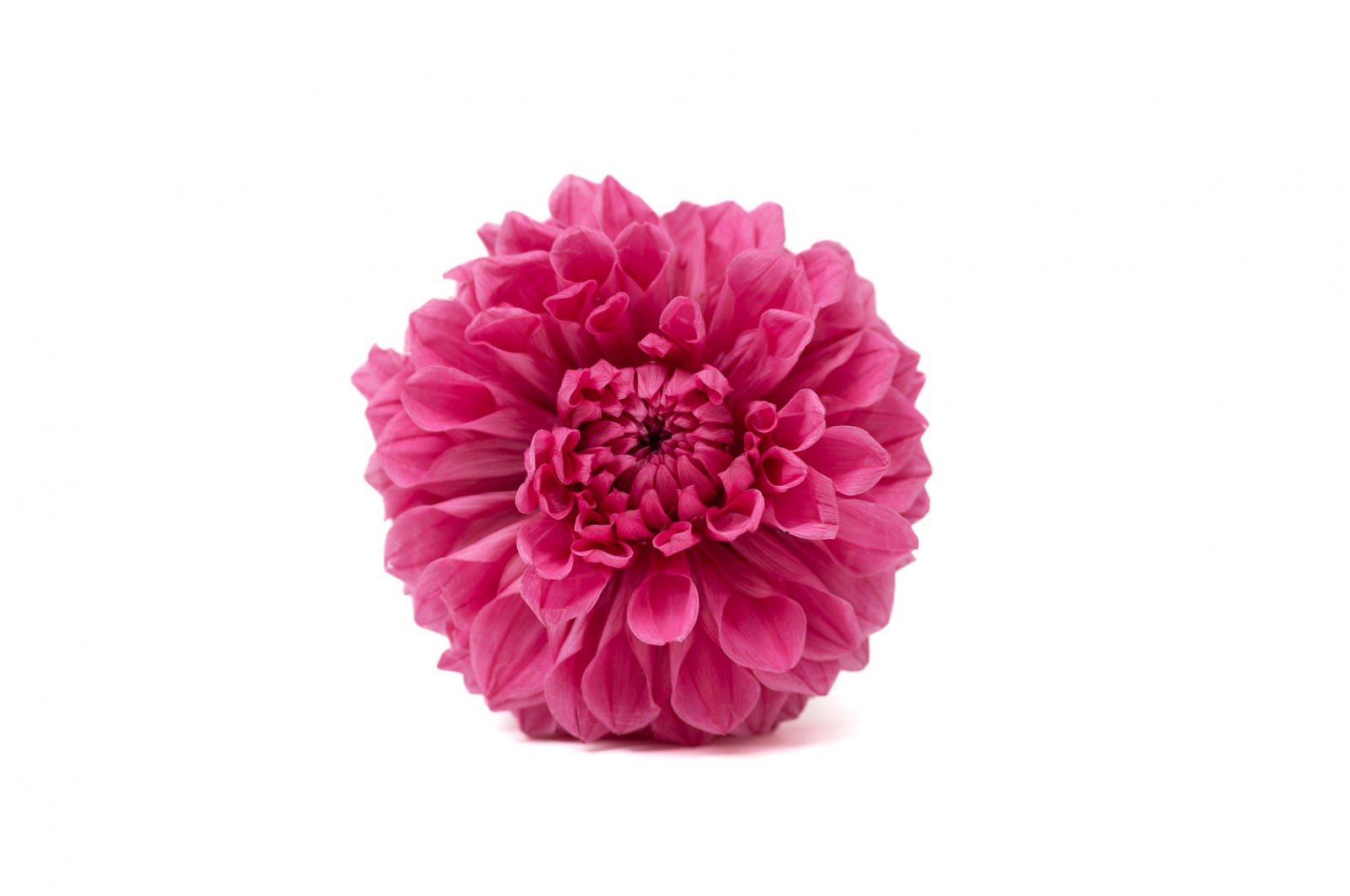 Dahlia stabilisé (30) dahlia-stabilise-30