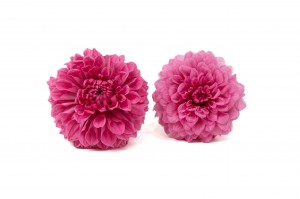 stabilisierte-dahlia-30.