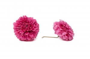 dahlia-stabilise-30.