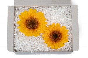 stabilisierter-sonnenblumenkopf-30.