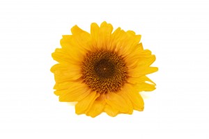 preserved-sunflower-head-30