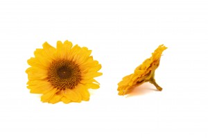stabilisierter-sonnenblumenkopf-30.