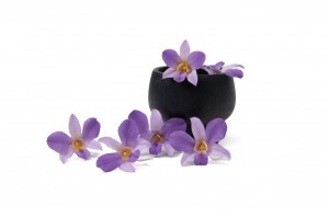 stabilisierte-dendrobium-orchidee-30.