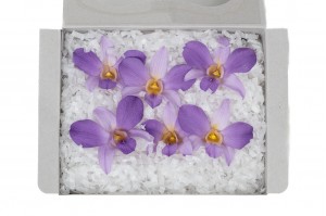 stabilisierte-dendrobium-orchidee-30.