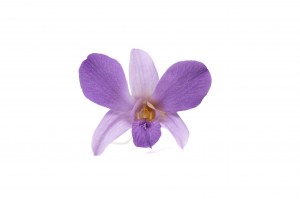 stabilisierte-dendrobium-orchidee-30.