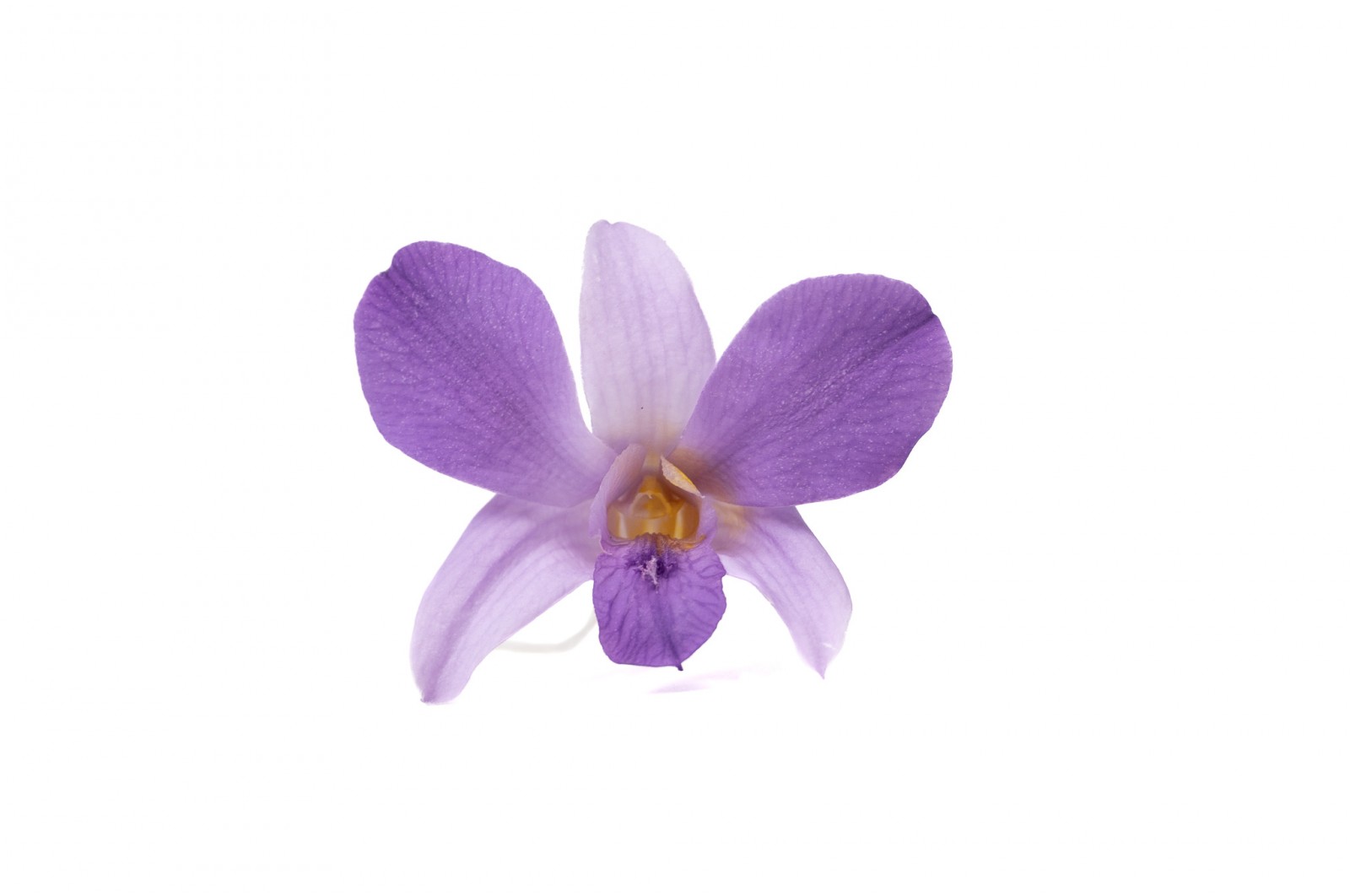 Stabilisierte dendrobium orchidee (30) stabilisierte-dendrobium-orchidee-30