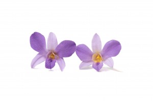 stabilisierte-dendrobium-orchidee-30.